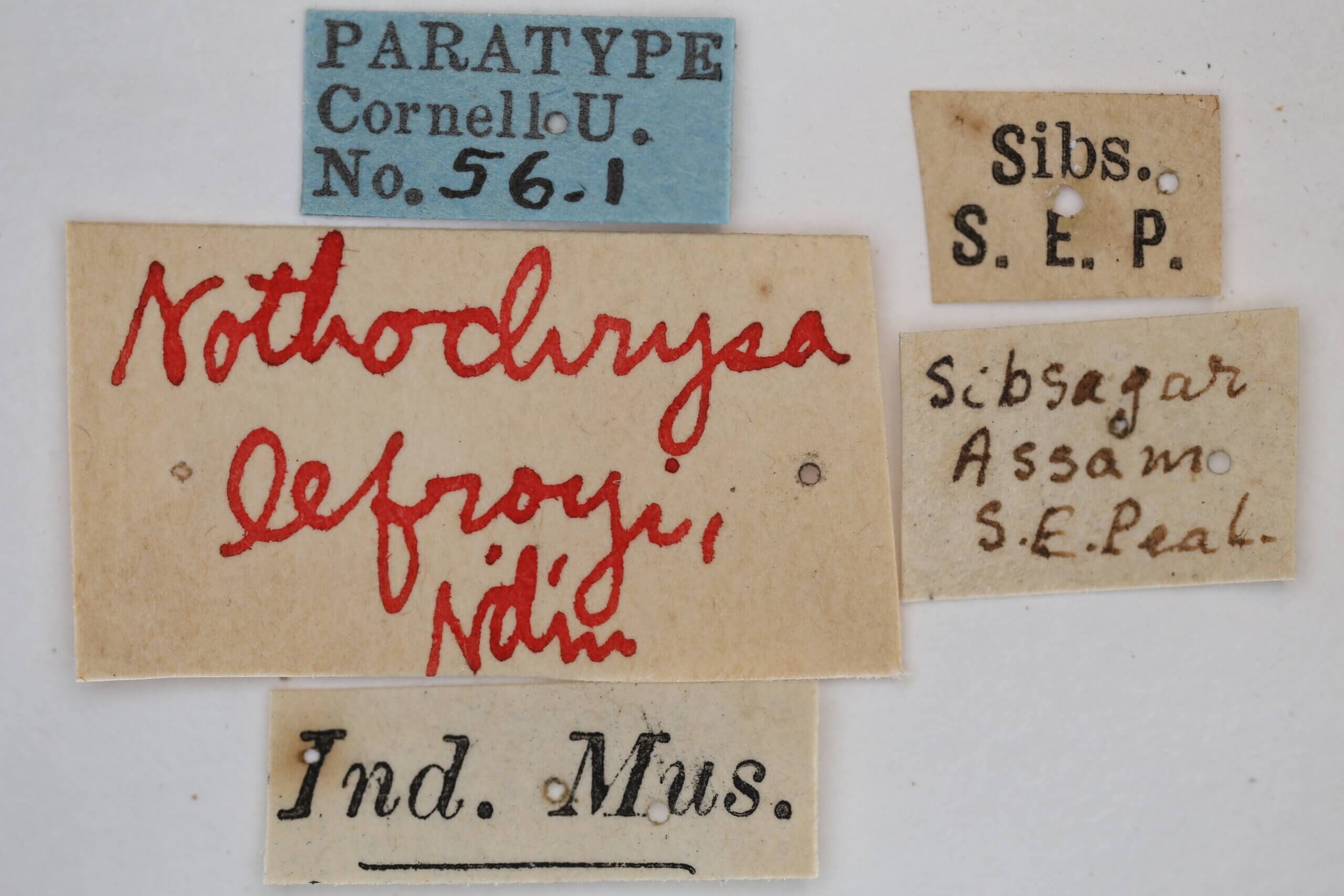 label view of adult Italochrysa lefroyi