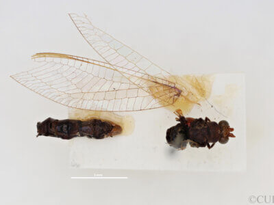 dorsal view of adult Italochrysa lefroyi