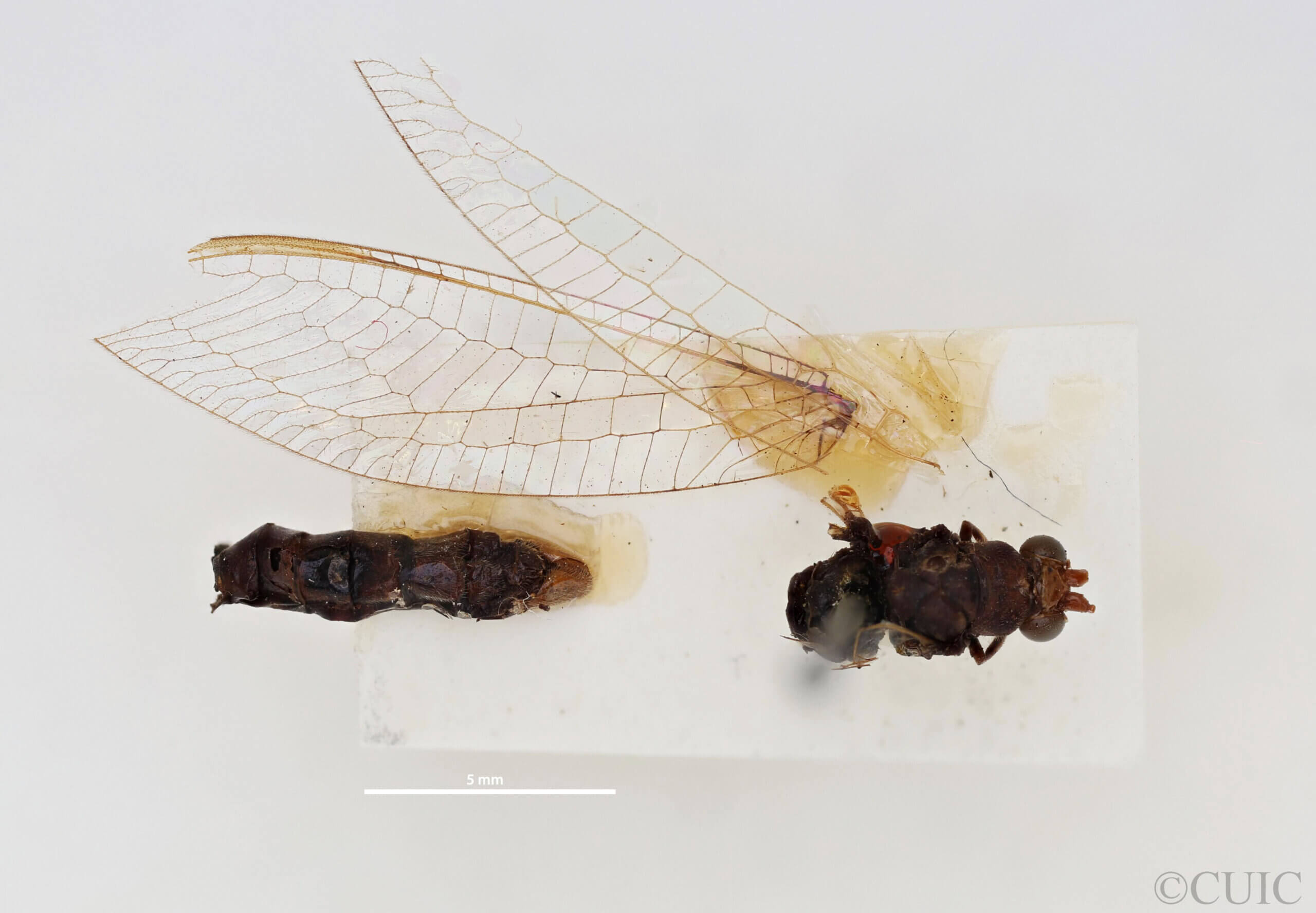 dorsal view of adult Italochrysa lefroyi