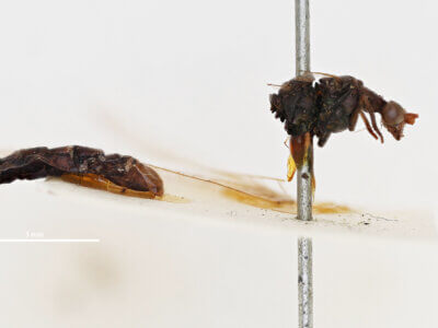 lateral view of adult Italochrysa lefroyi