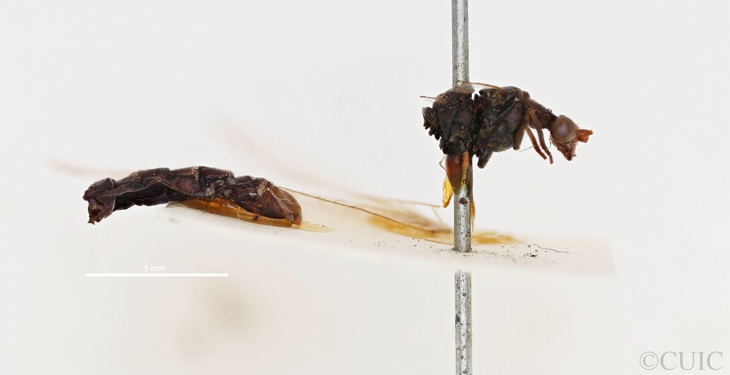 lateral view of adult Italochrysa lefroyi