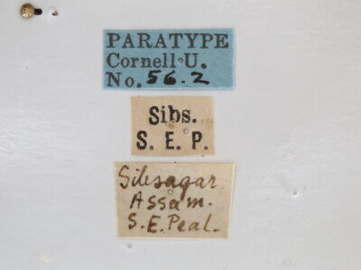 label view of adult Italochrysa lefroyi