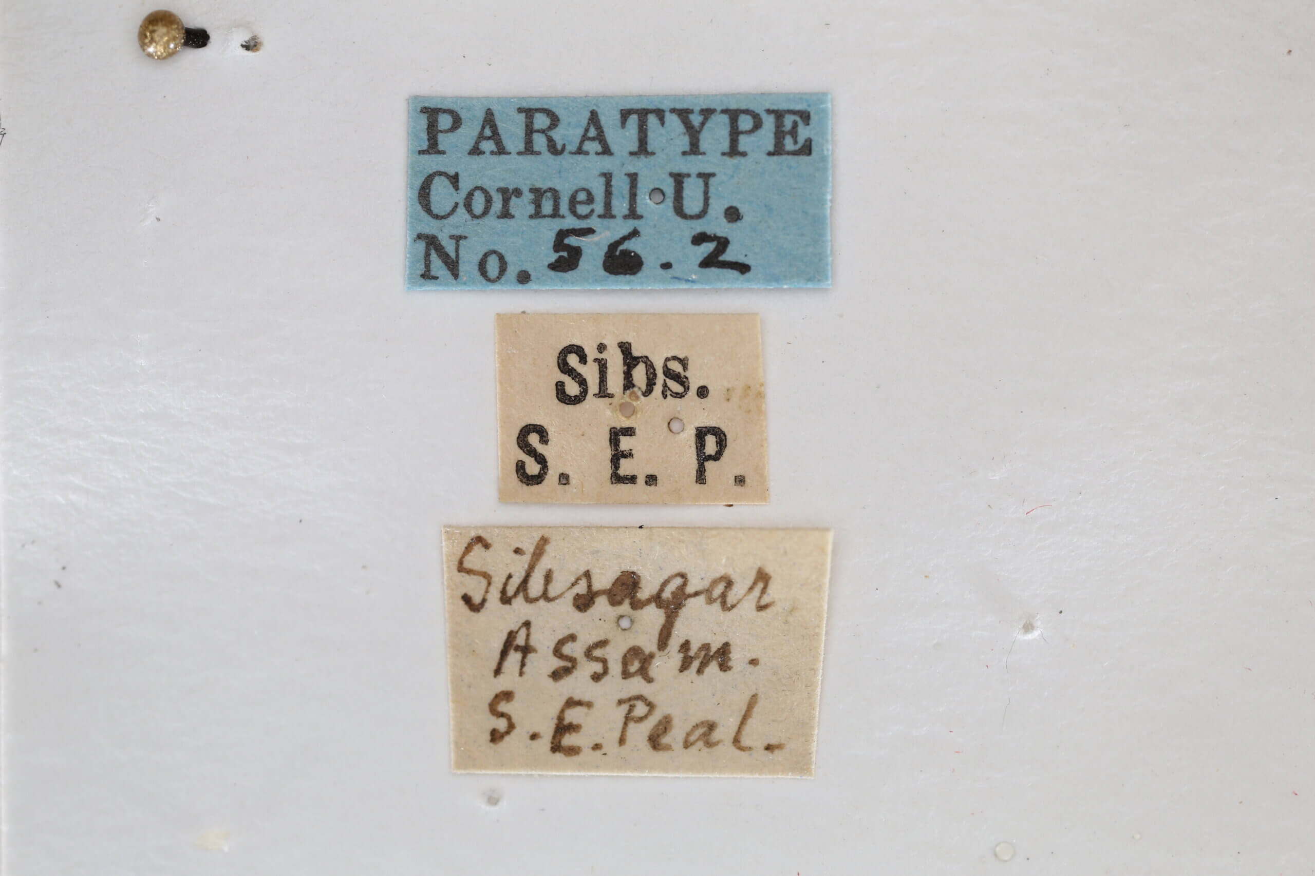 label view of adult Italochrysa lefroyi