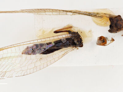 dorsal view of adult Italochrysa lefroyi