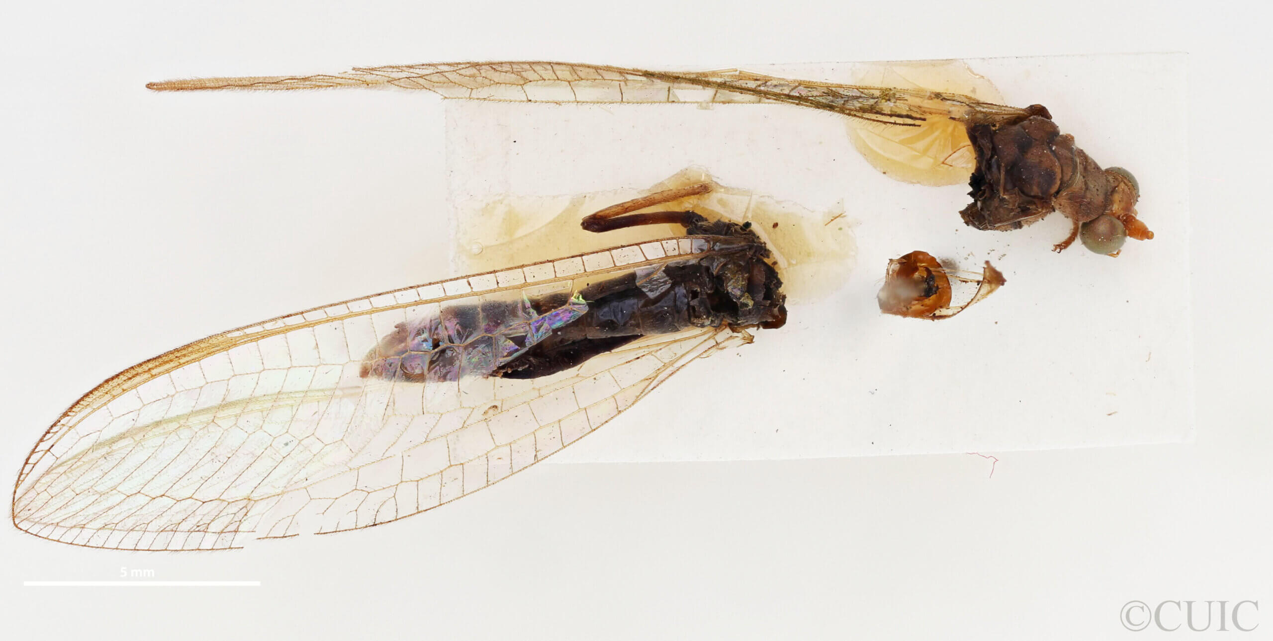 dorsal view of adult Italochrysa lefroyi