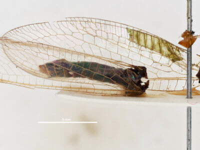 lateral view of adult Italochrysa lefroyi