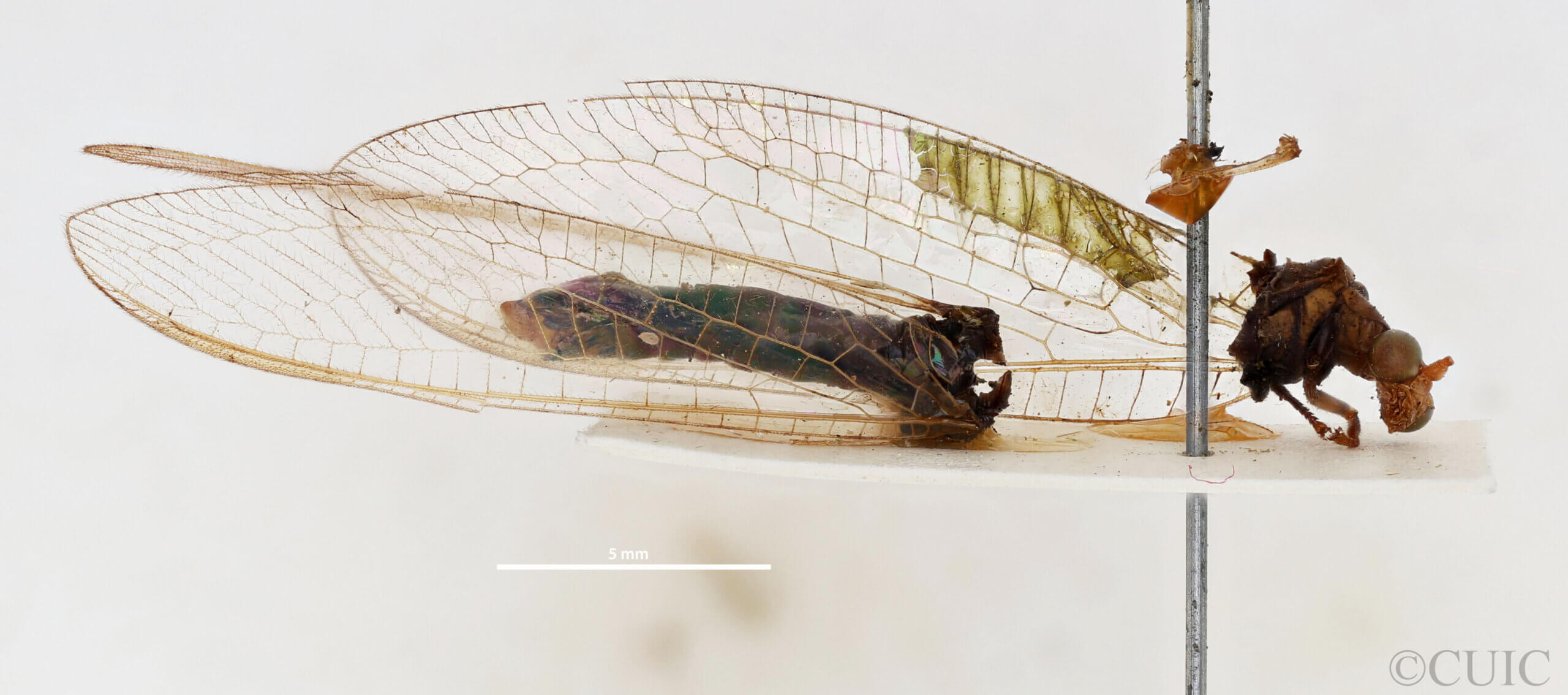 lateral view of adult Italochrysa lefroyi