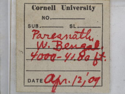 label view of adult Italochrysa lefroyi