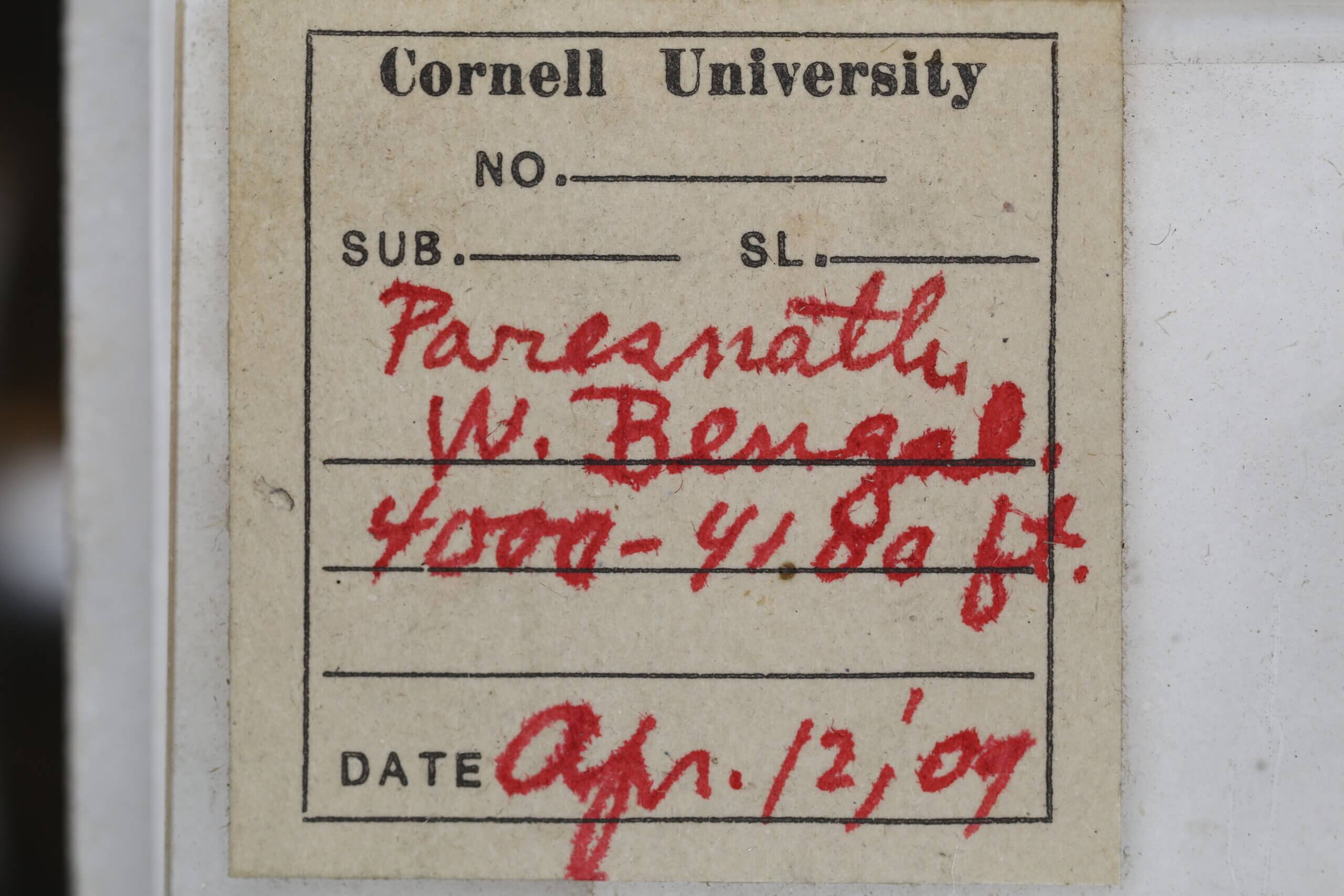 label view of adult Italochrysa lefroyi