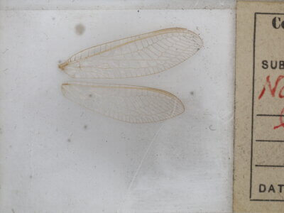 slide view of adult Italochrysa lefroyi