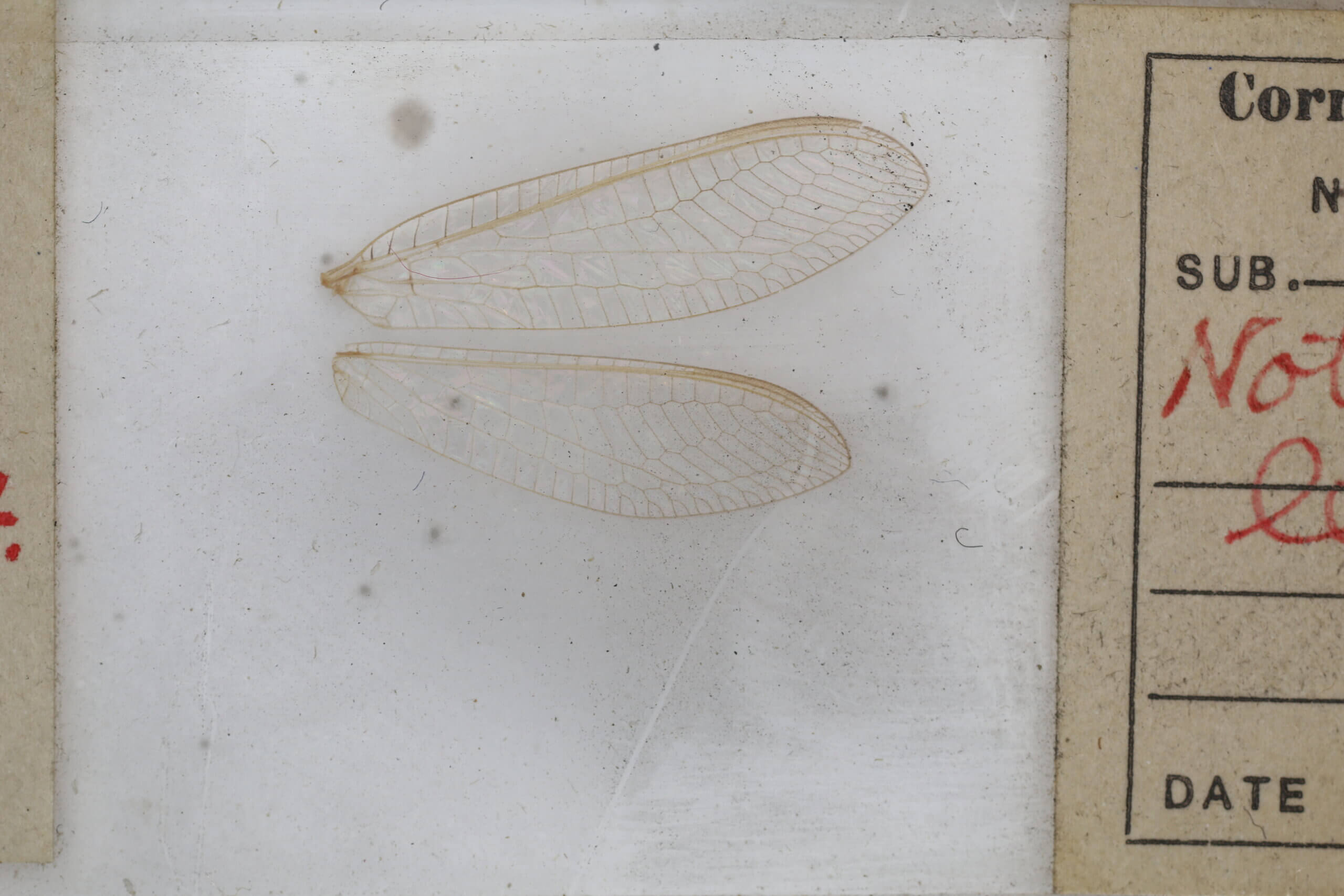 slide view of adult Italochrysa lefroyi