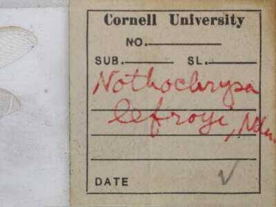 label view of adult Italochrysa lefroyi