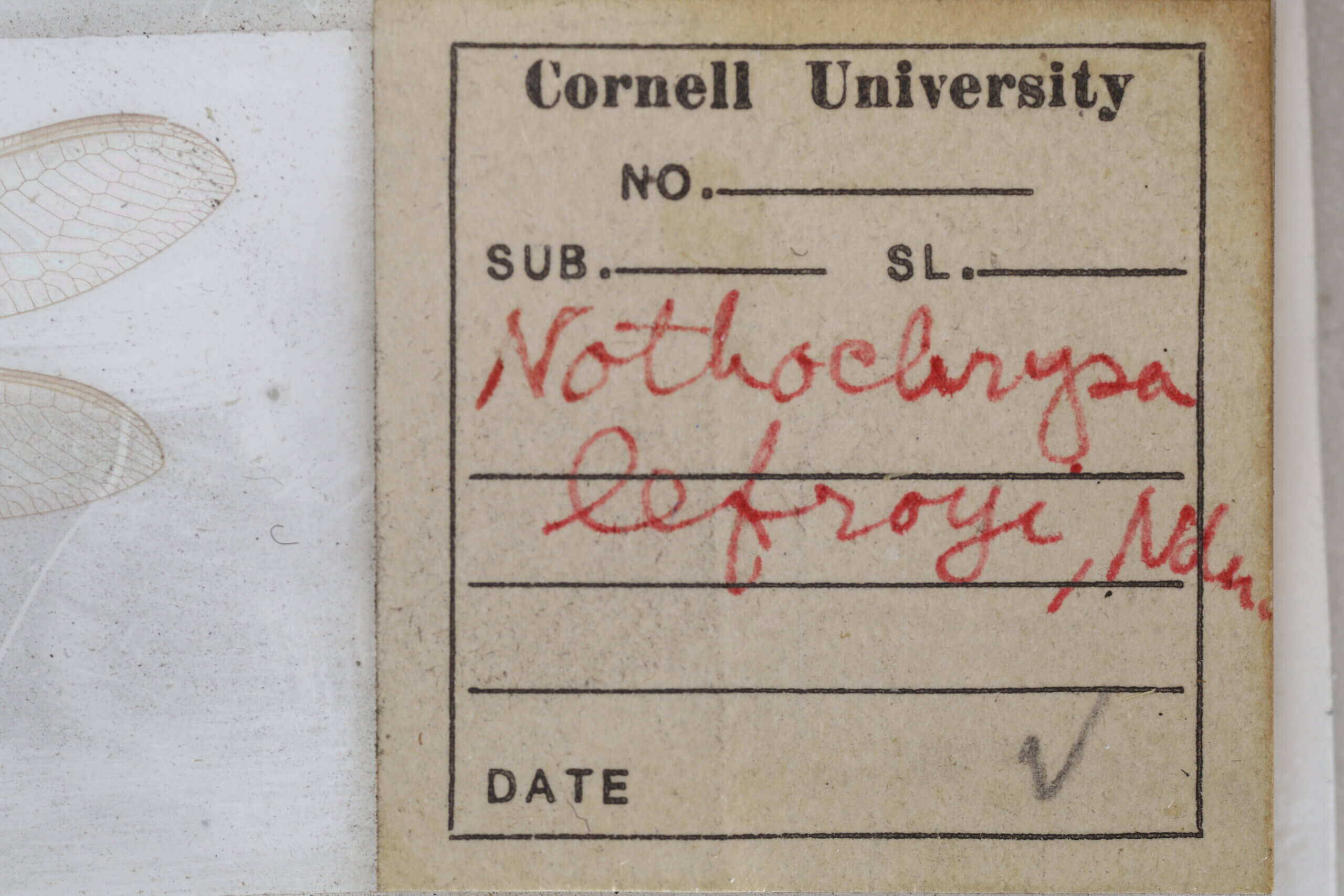 label view of adult Italochrysa lefroyi