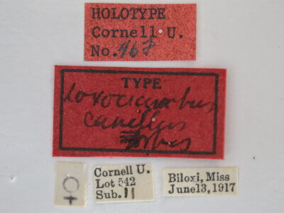 label view of adult Loxocrambus canellus