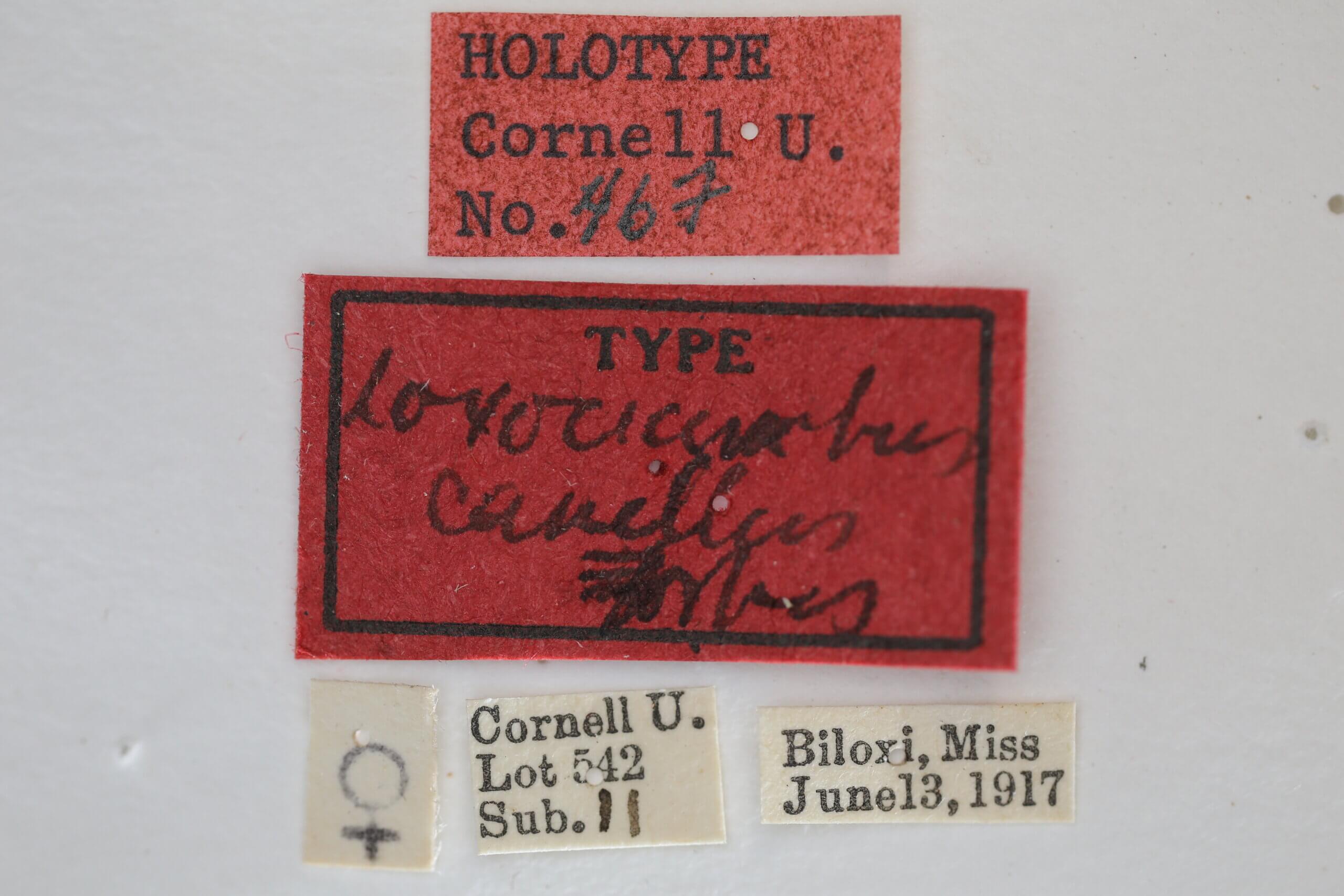 label view of adult Loxocrambus canellus