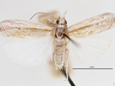 dorsal view of adult Loxocrambus canellus