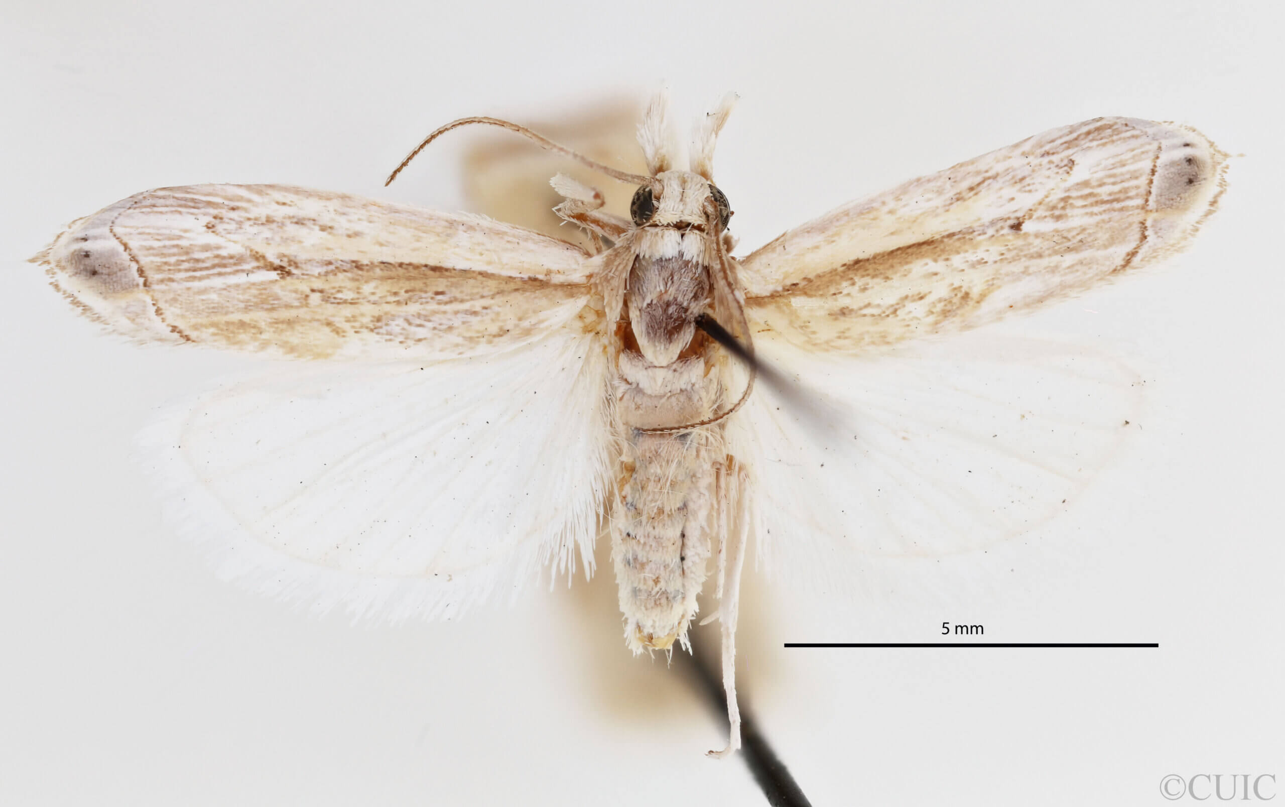 dorsal view of adult Loxocrambus canellus