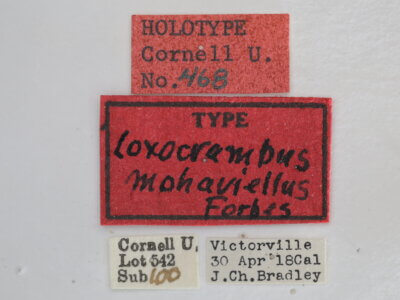 label view of adult Loxocrambus mohaviellus
