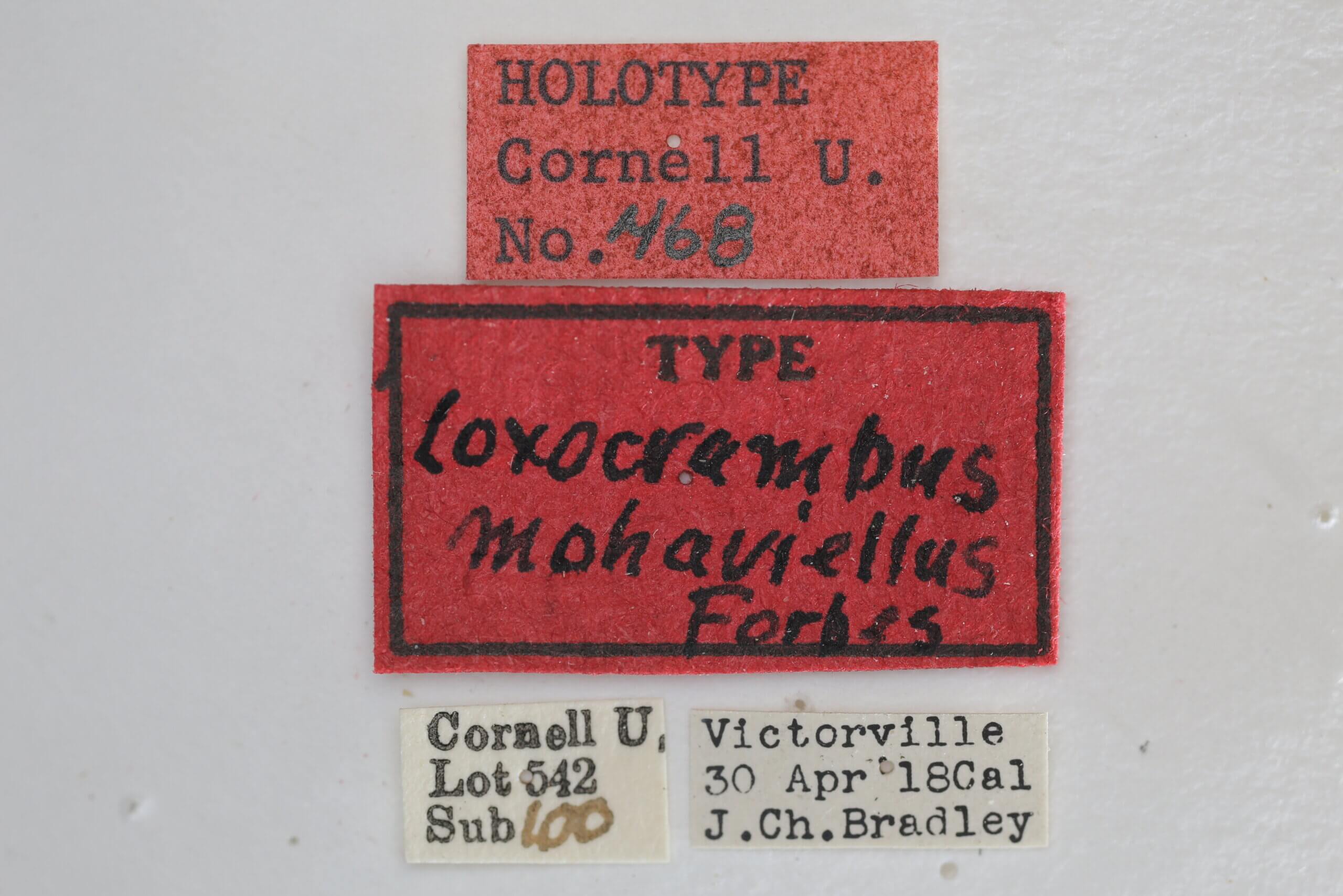 label view of adult Loxocrambus mohaviellus