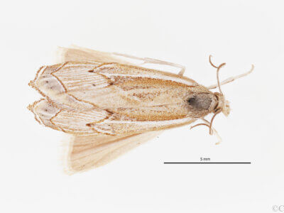 dorsal view of adult Loxocrambus mohaviellus