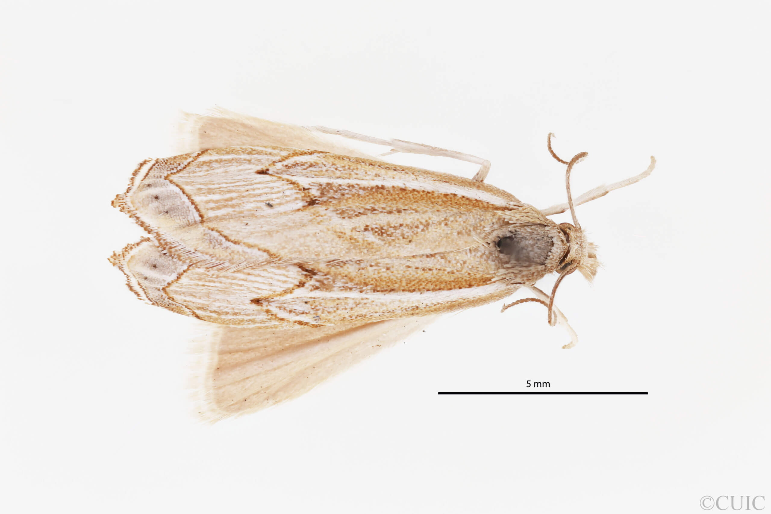dorsal view of adult Loxocrambus mohaviellus