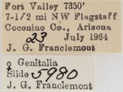 label view of adult Meris