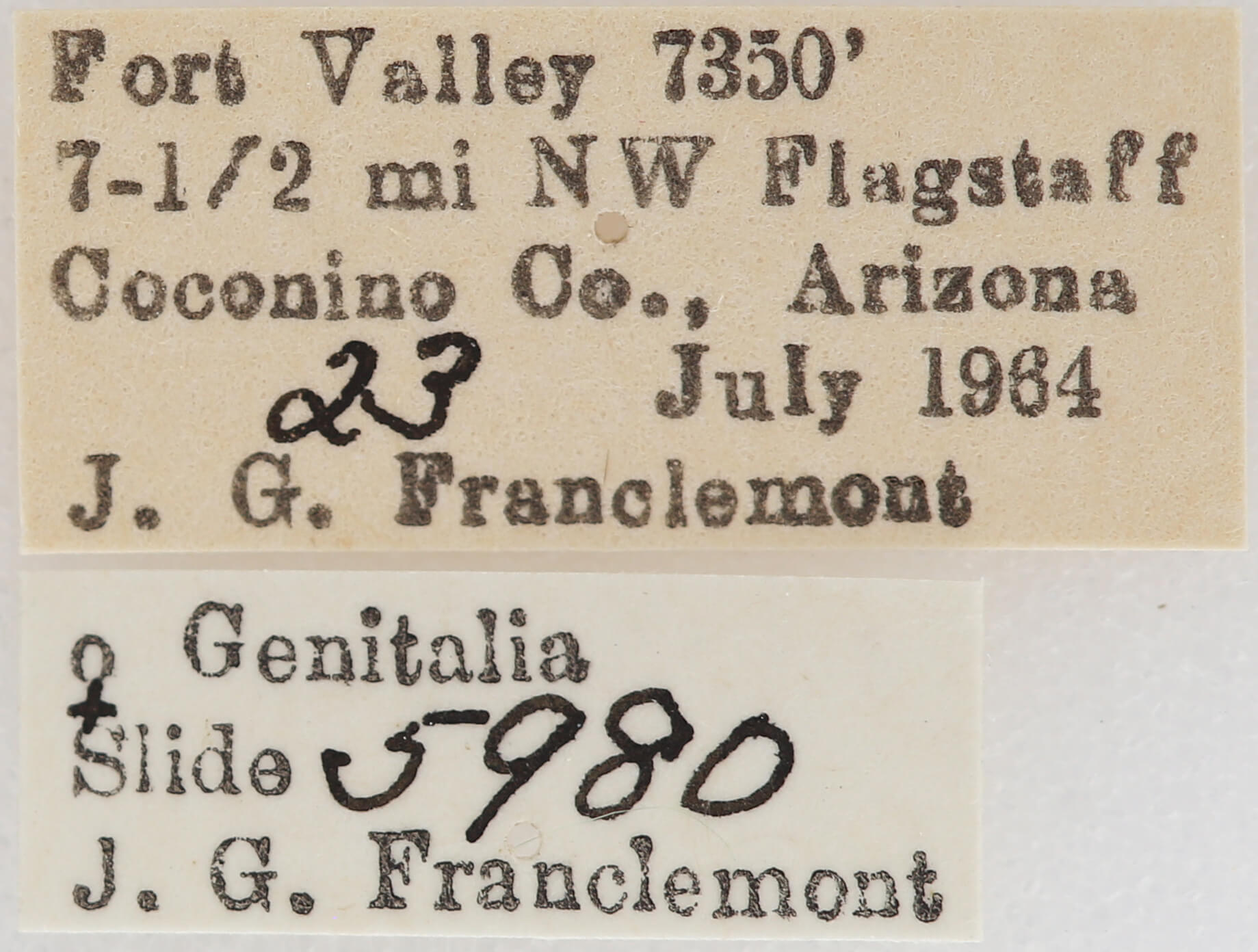 label view of adult Meris