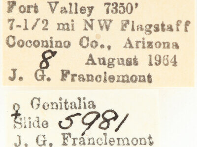 label view of adult Meris