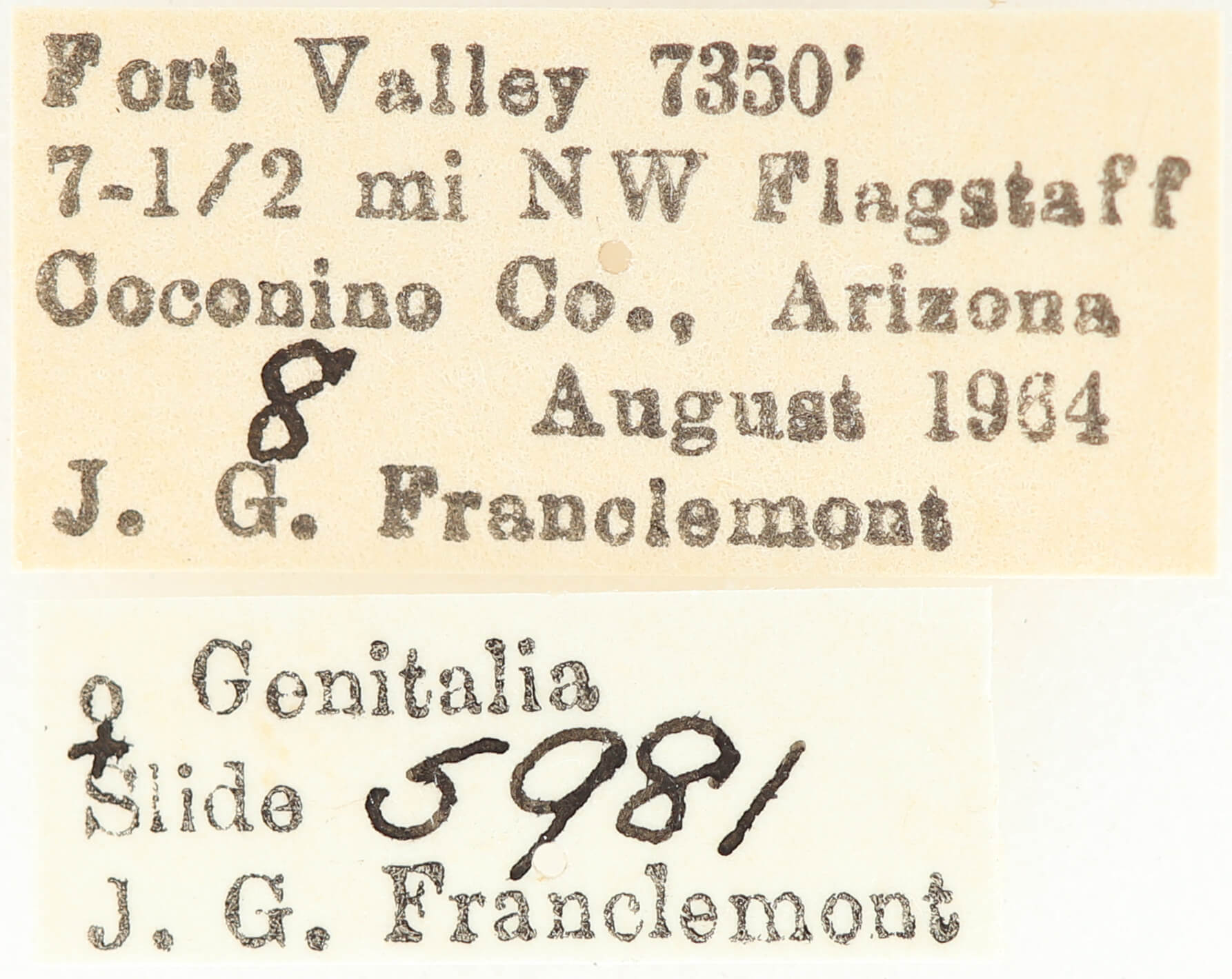 label view of adult Meris