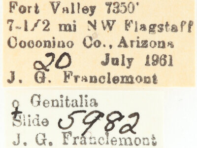 label view of adult Meris