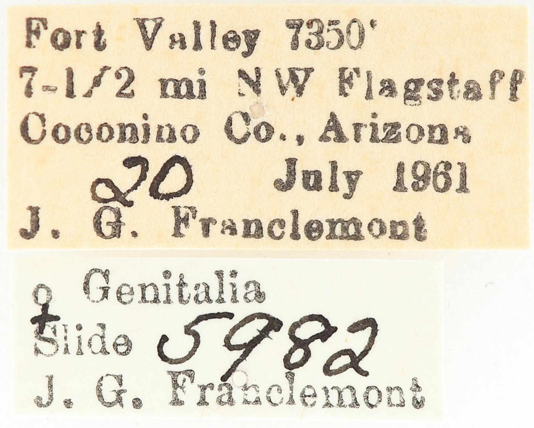 label view of adult Meris