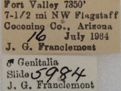 label view of adult Meris