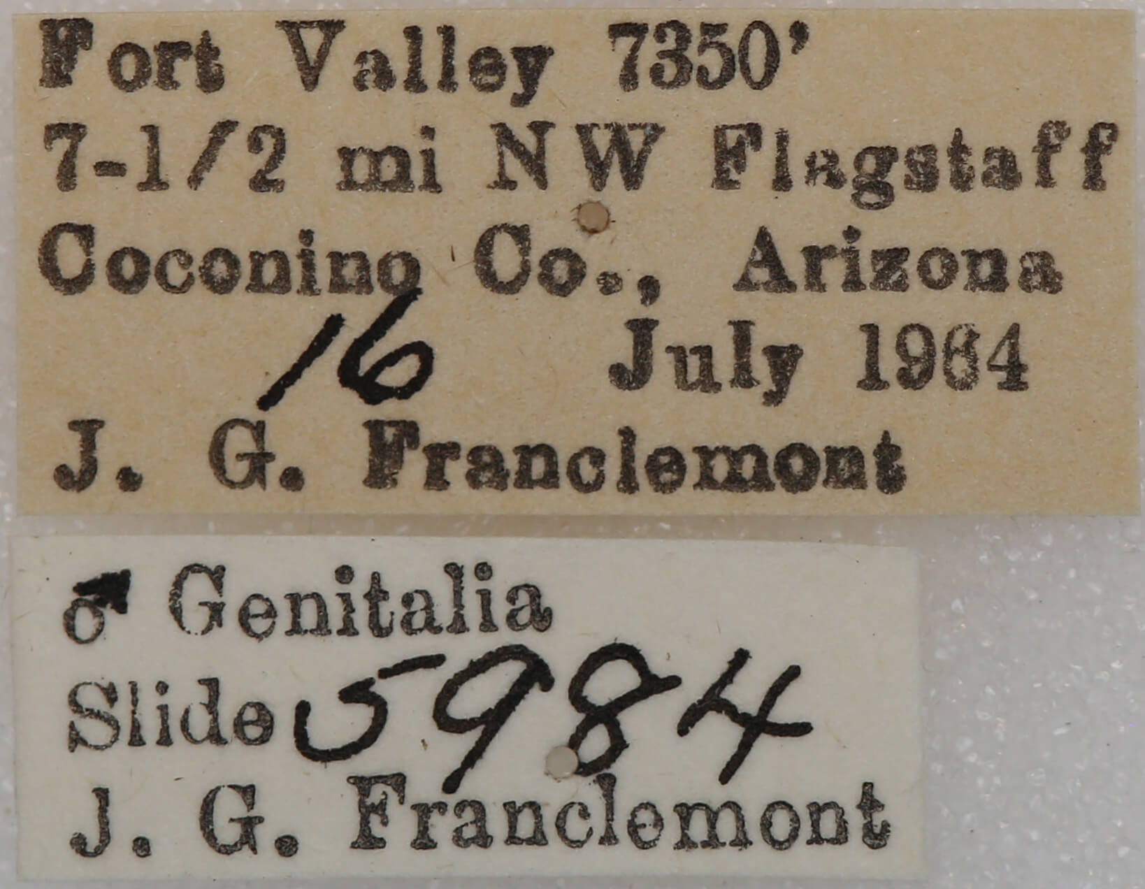 label view of adult Meris