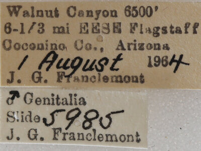 label view of adult Meris