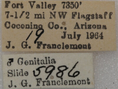 label view of adult Meris