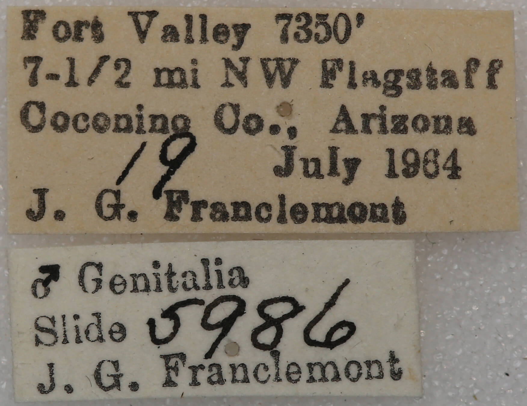 label view of adult Meris