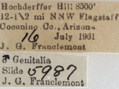 label view of adult Meris