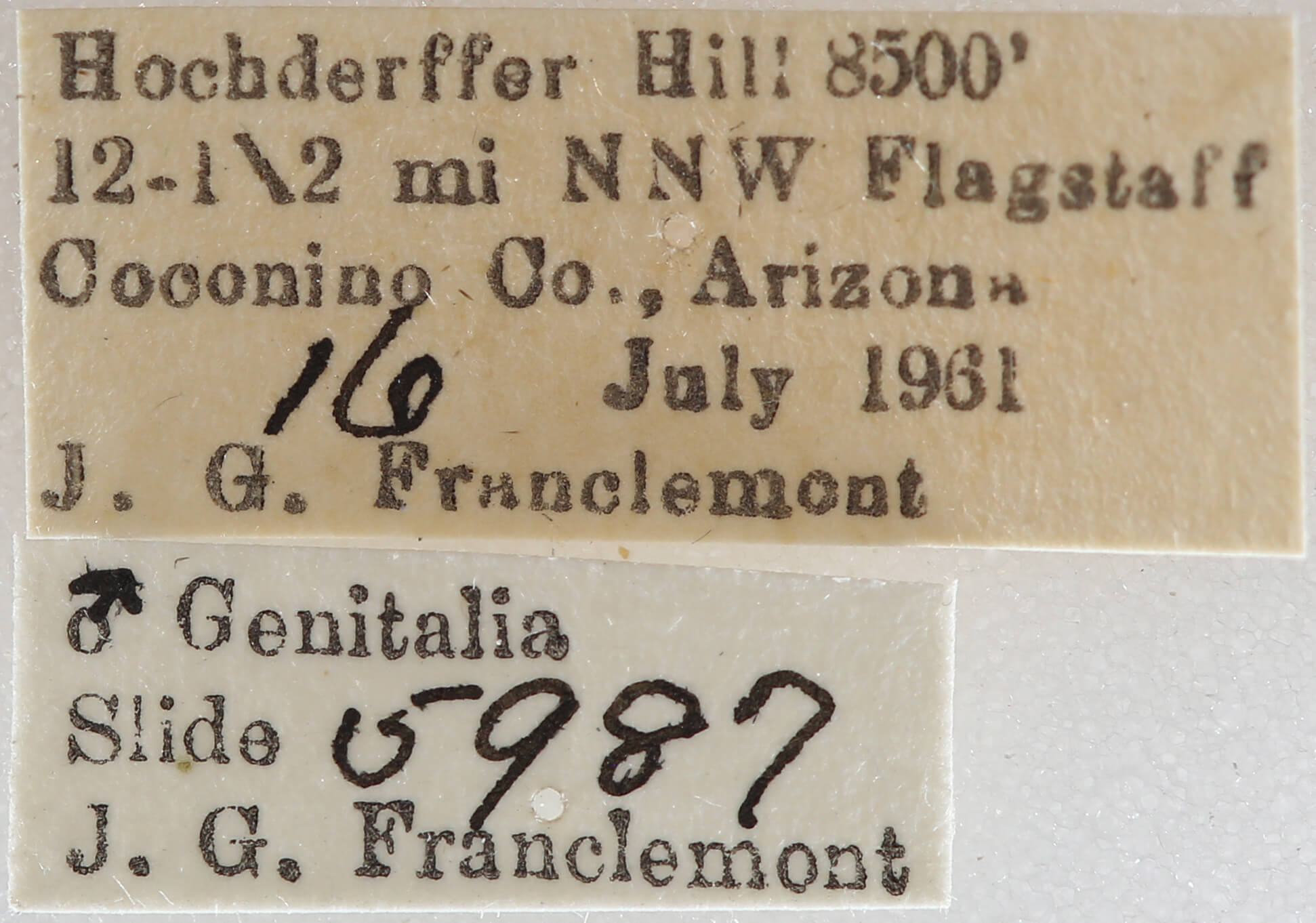 label view of adult Meris