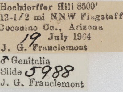 label view of adult Meris