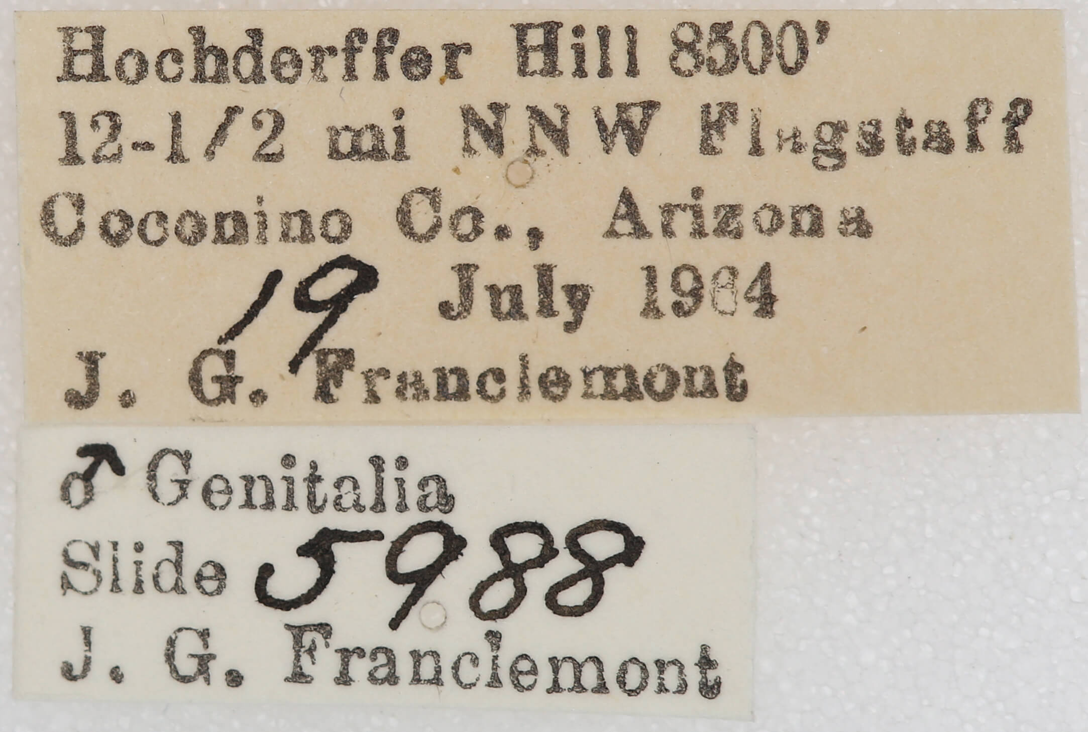 label view of adult Meris