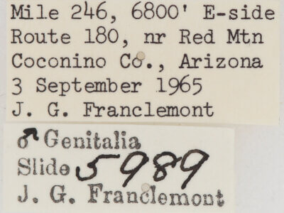 label view of adult Meris