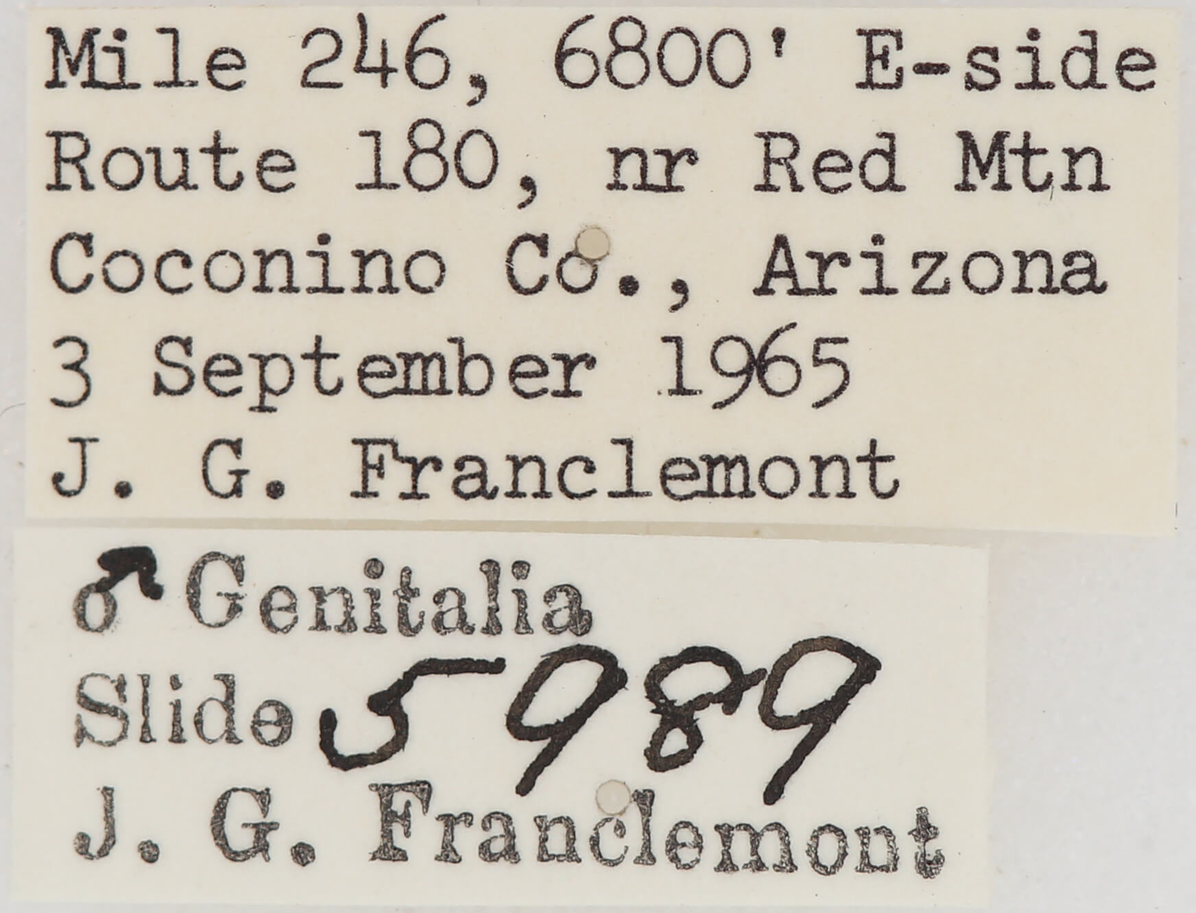 label view of adult Meris