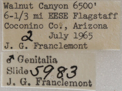 label view of adult Meris alticola