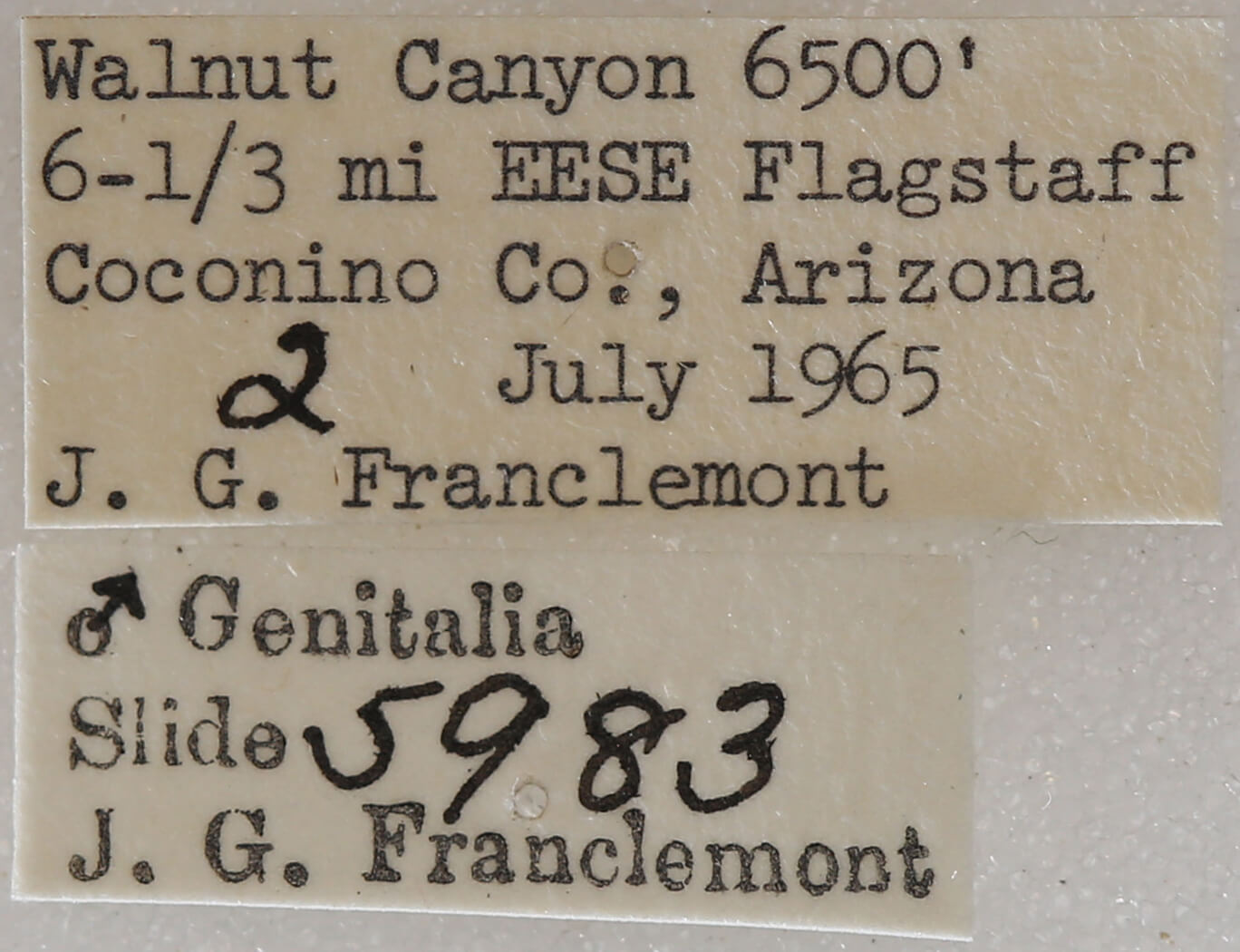 label view of adult Meris alticola