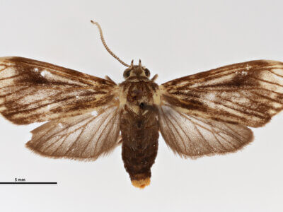 dorsal view of adult Micragrella aetolia