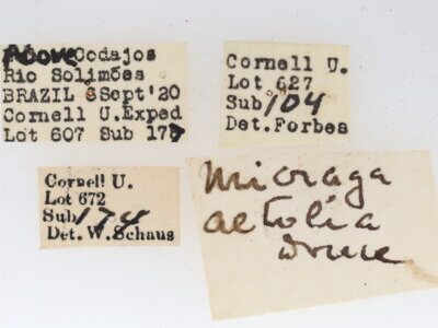 label view of adult Micragrella aetolia