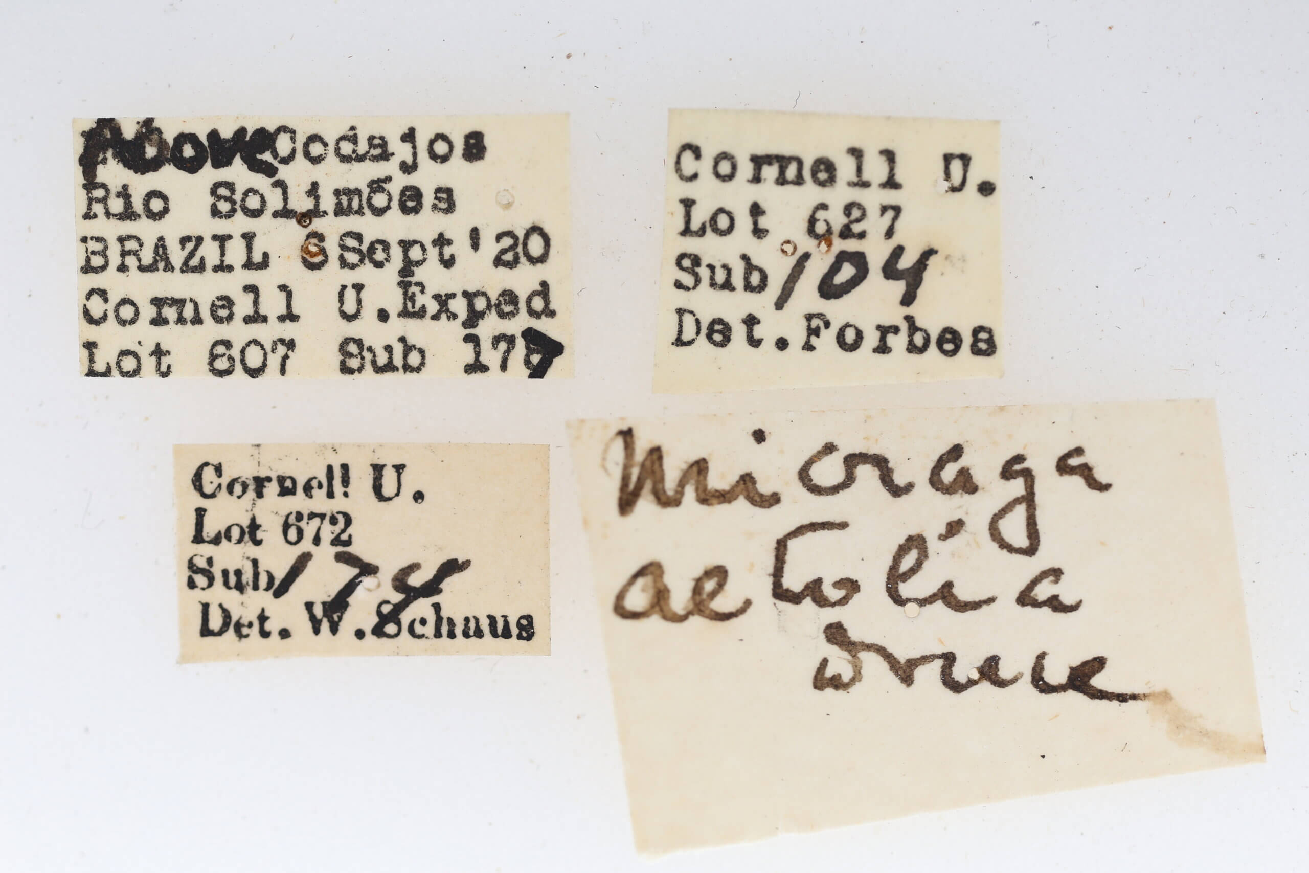 label view of adult Micragrella aetolia