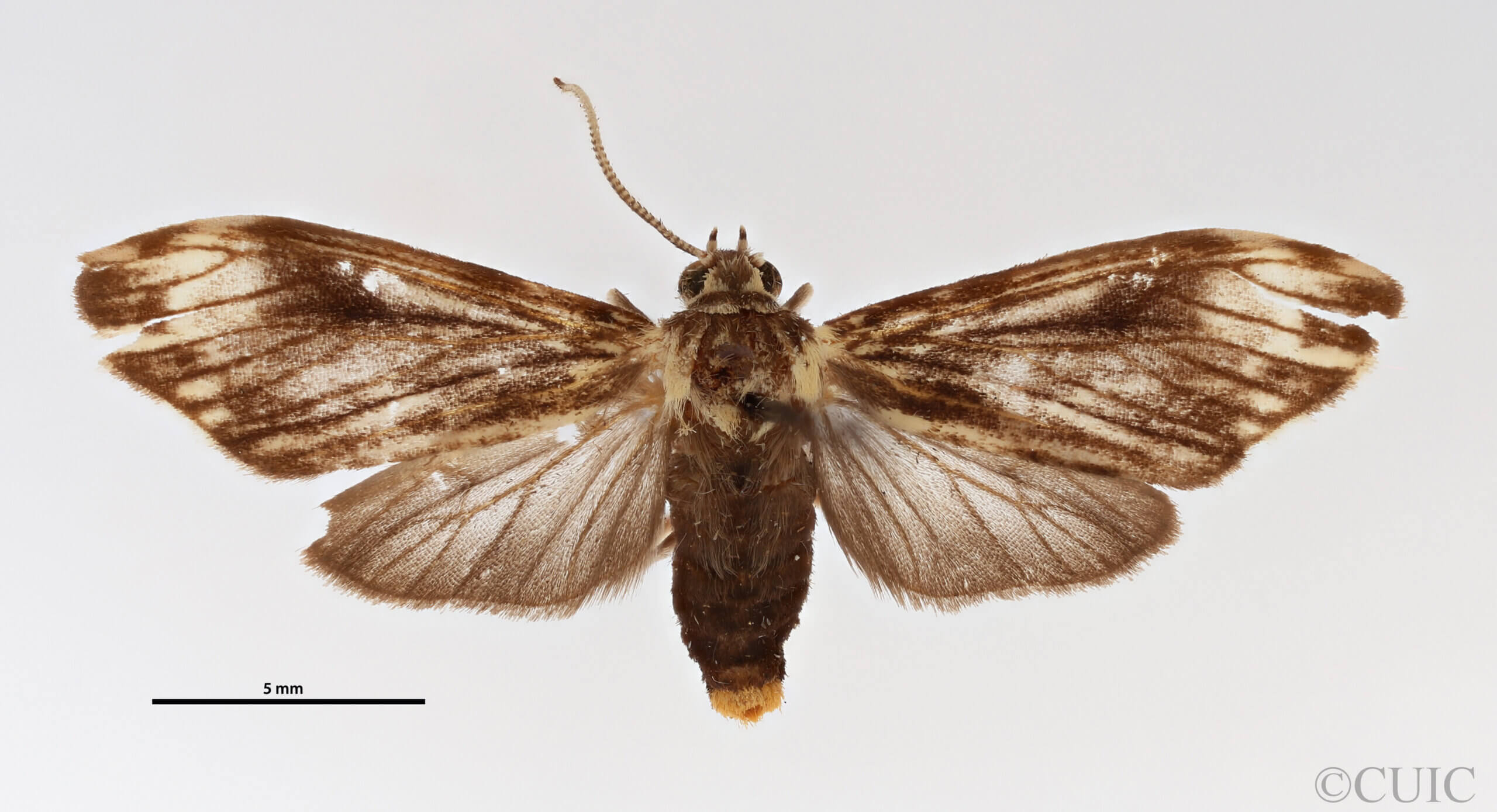 dorsal view of adult Micragrella aetolia