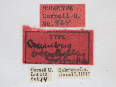 label view of adult Microcrambus biguttellus