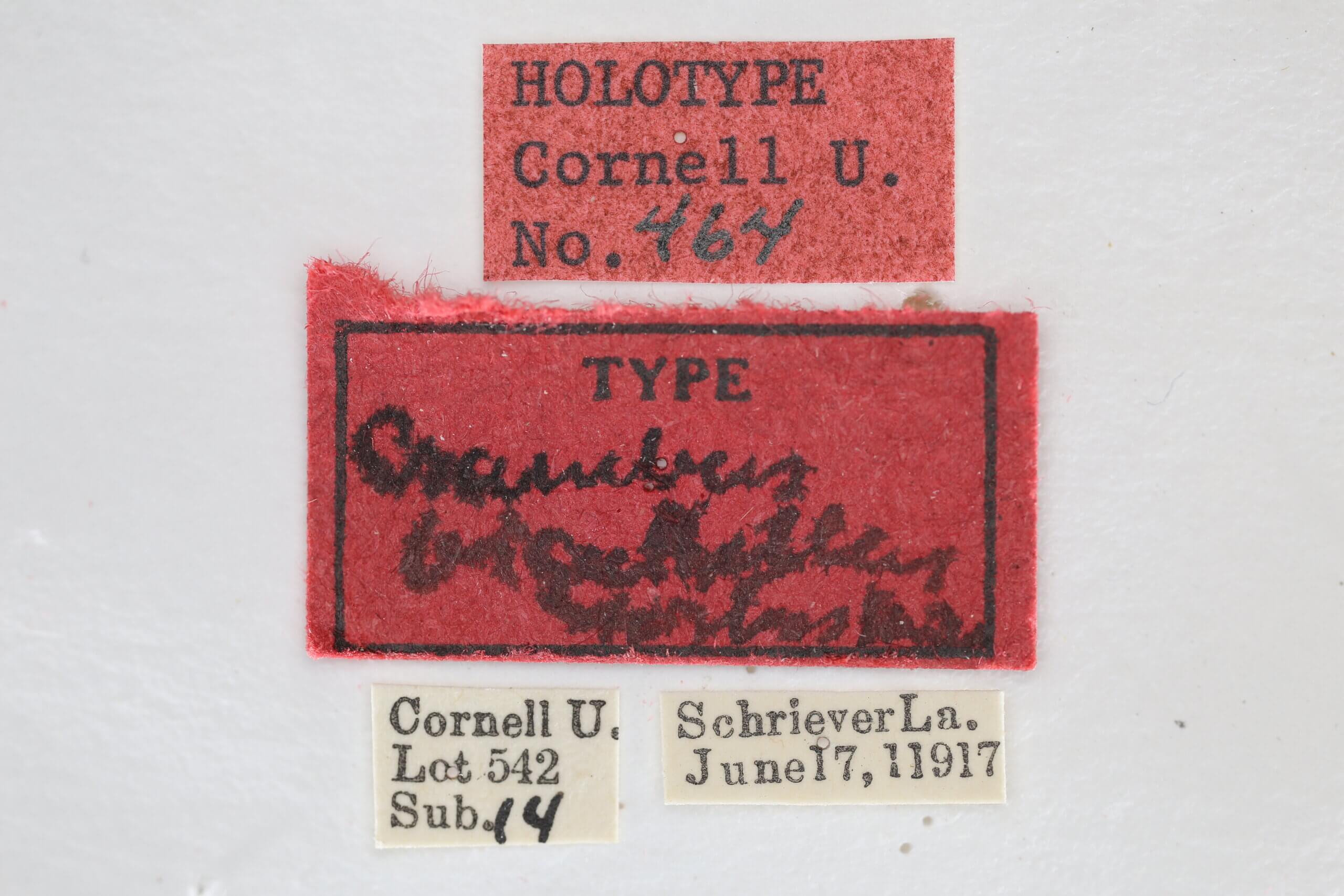 label view of adult Microcrambus biguttellus